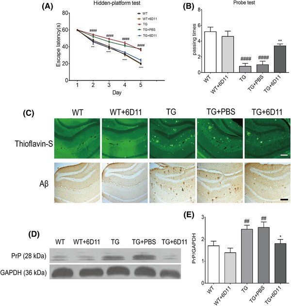 Fig.2 The therapeutic effect of 6D11 anti-PrP monoclonal antibody in AD transgenic mice. (OA Literature)