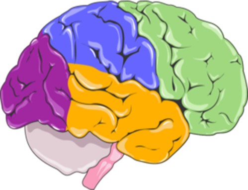 Fig.3 A picture of neurodegenerative disease models. (Servier Medical Art Original)
