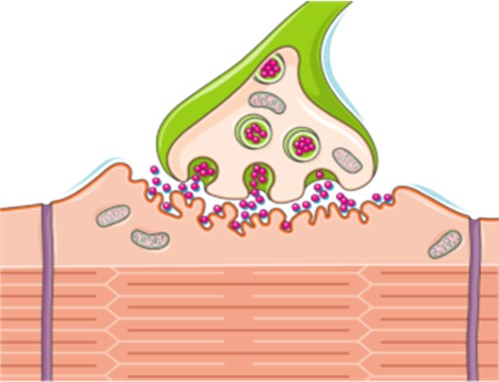 Fig.4 A picture of motor neuron & muscular disease models. (Servier Medical Art Original)