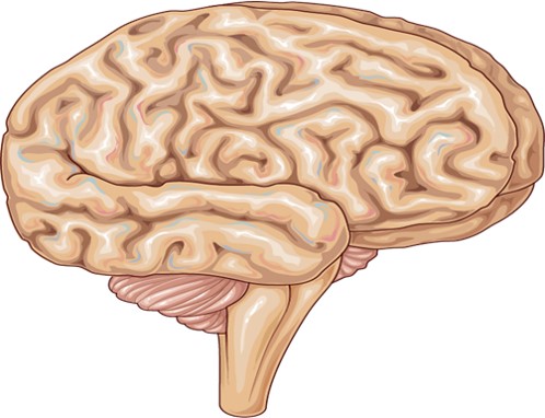 Fig.7 A picture of acute injury & episodic disorder models. (Servier Medical Art Original)