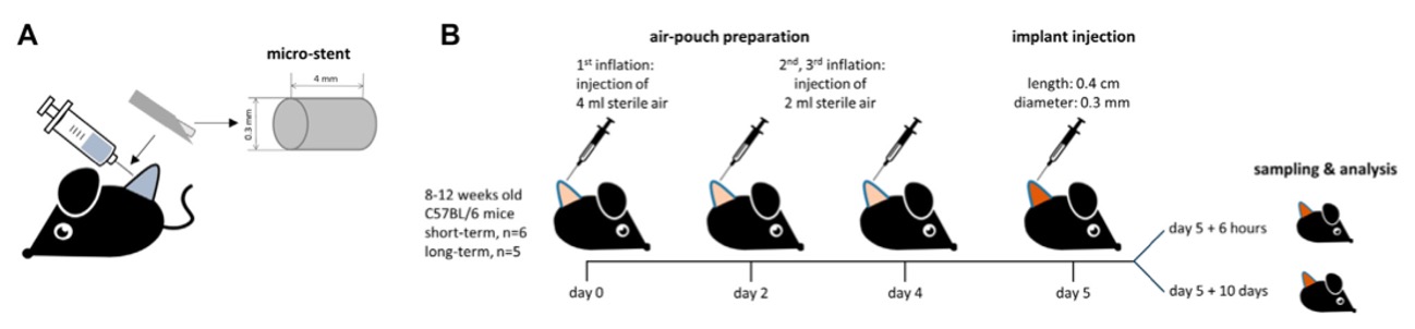 Pictures of the air-pouch study design. (OA Literature)