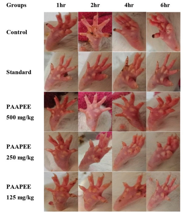 Pictures of paws in the carrageenan-induced paw edema model. (OA Literature)