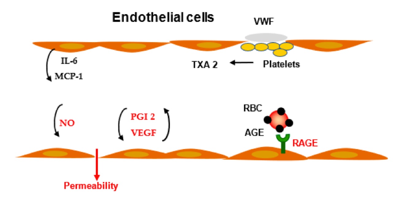The diagram of vascular permeability and regulation of inflammation. (OA Literature)
