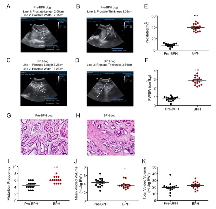 Urinary patterns in testosterone-induced BPH dogs. (OA Literature)