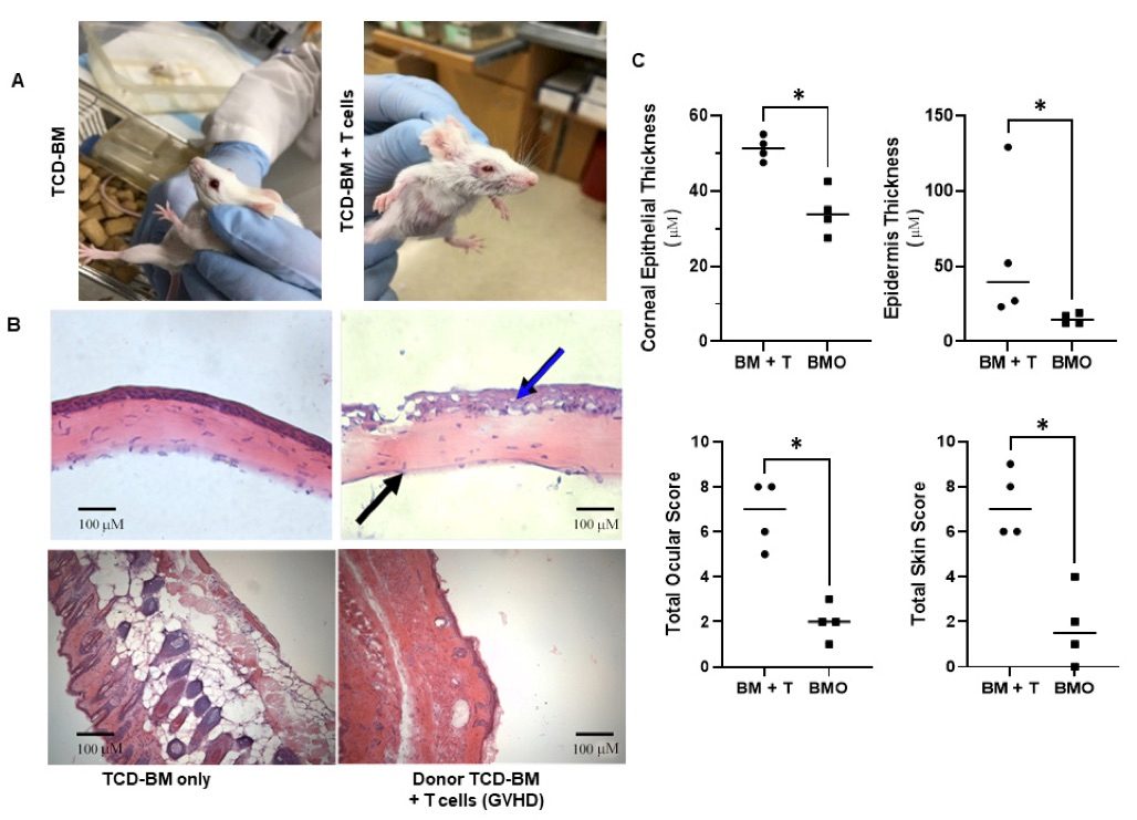 Fig.1 The experimental results of ocular and skin GVHD following HSCT in an MHC-matched donor/recipient strain combination. (OA Literature)