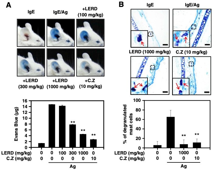 Fig.1 LERD attenuates passive cutaneous anaphylaxis in vivo. (OA Literature)