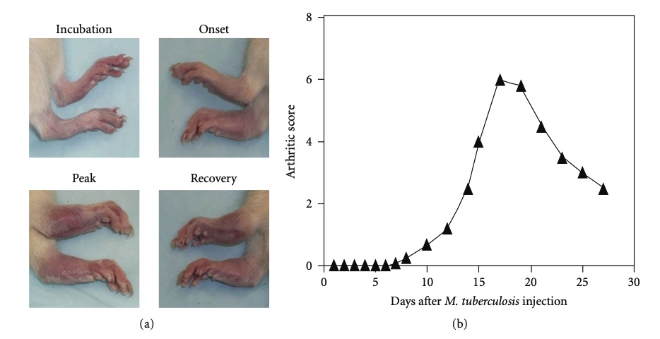 Adjuvant arthritis (AA) induced experimentally in the Lewis rat model. (OA Literature)