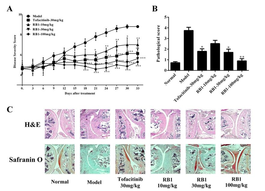 RB1 is efficacious in treating a collagen-induced arthritis model. (OA Literature)