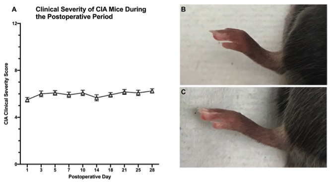 Fig.1 Experimental outcomes of mice induced with collagen induced arthritis (CIA). (OA Literature)