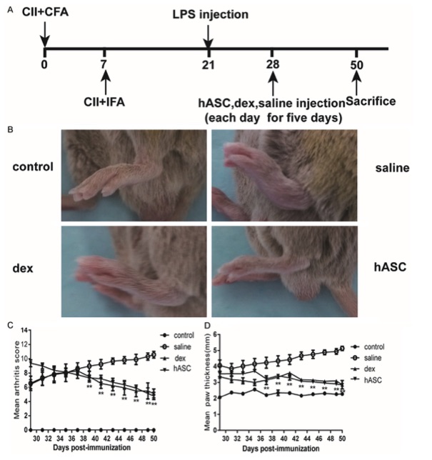 Fig.2 Therapeutic effects of hASCs in CIA mice model. (OA Literature)