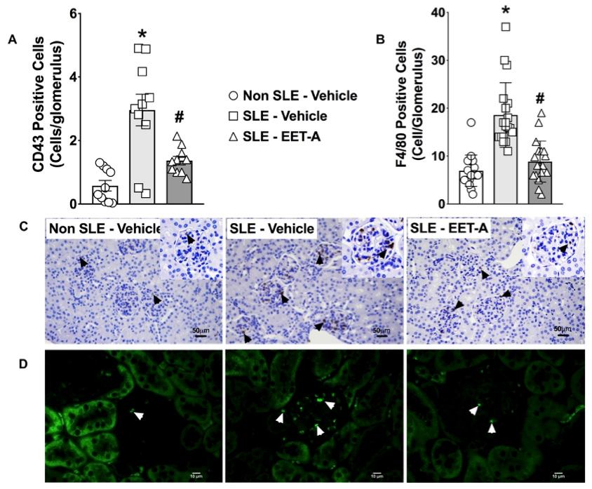 Fig.1 Findings from the systemic lupus erythematosus (SLE) murine model experiment. (OA Literature)