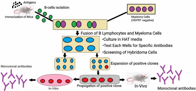Fig.1 Generation of monoclonal antibodies. (Mitra and Pushpa, 2021)