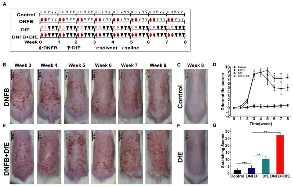 Fig.1 Atopic dermatitis (AD)-like symptoms were triggered in BALB/c mice through the alternating application of dinitrofluorobenzene (DNFB) and an extract of Dermatophagoides farinae (DfE). (OA Literature)