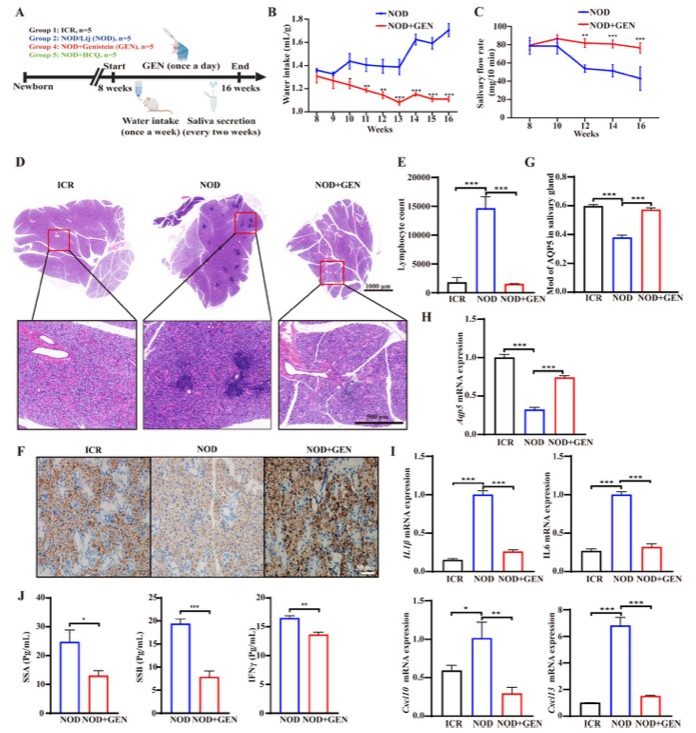 Fig.1 Genistein attenuated the clinical signs of Sjögren's syndrome in NOD/LtJ mice. (OA Literature)