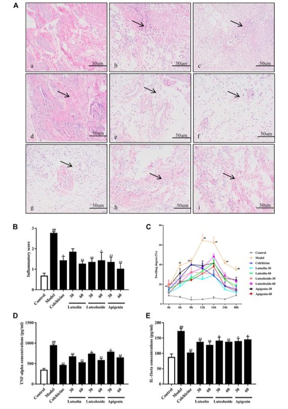 Fig.1 The active flavonoids luteolin, luteoloside, and apigenin alleviated gouty arthritis induced by monosodium urate (MSU) crystals in rats. (OA Literature)