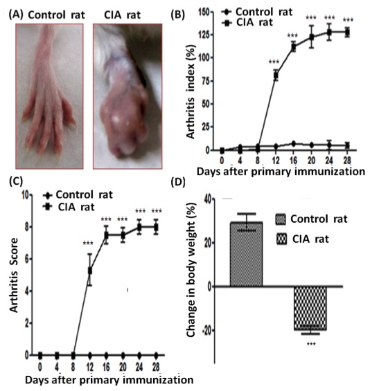 Fig.2 Representative pictures of hind paws of control and CIA rats. (OA Literature)