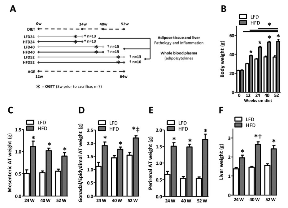Fig.1 A picture showing prolonged HFD-feeding leads to obesity and organ adiposity. (OA Literature)