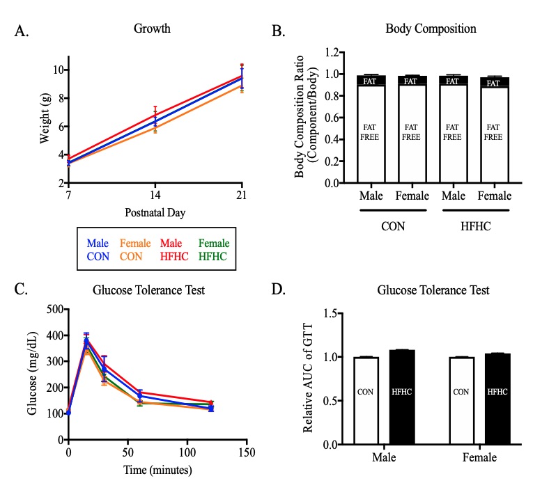 Fig.1 A picture of offspring metabolic phenotype following maternal high-fat–high-carbohydrate diet-induced obesity. (OA Literature)