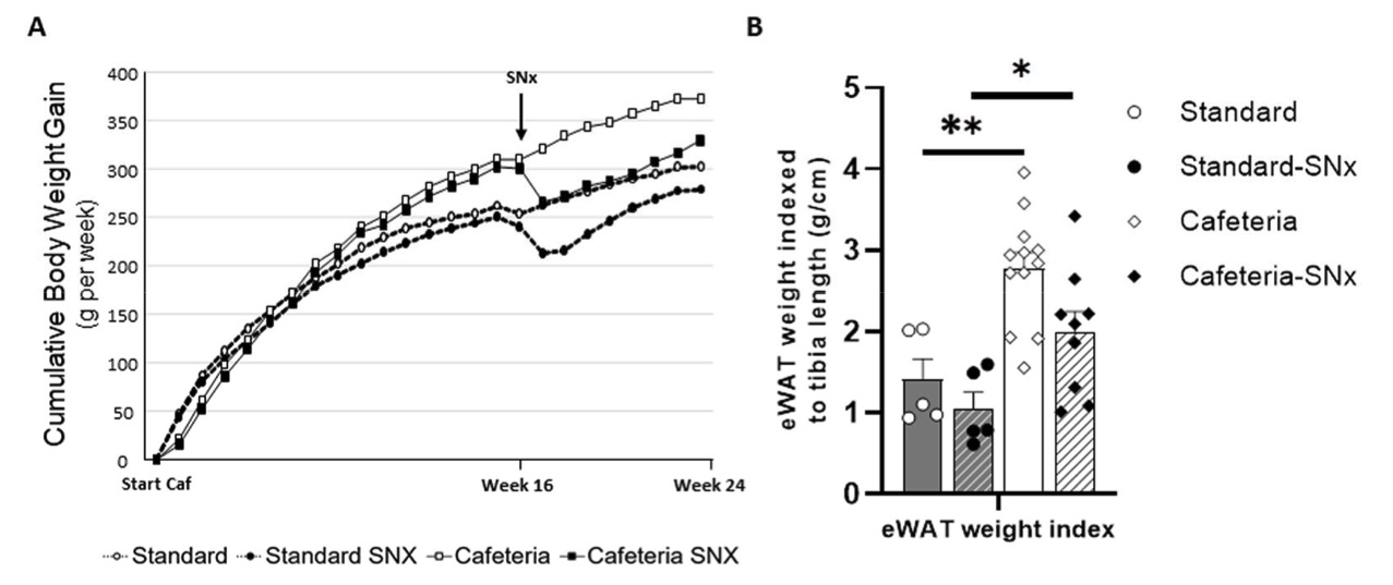 Fig.1 A picture showing the Body and epididymal white adipose tissue weights increase with a cafeteria diet and decrease in 5/6 nephrectomized rats. (OA Literature)