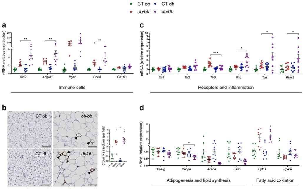 Fig.1 A picture showing different subcutaneous adipose tissue features between ob/ob and db/db mice. (OA Literature)