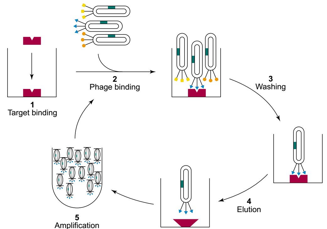 The process for affinity selection of phage-displayed peptides