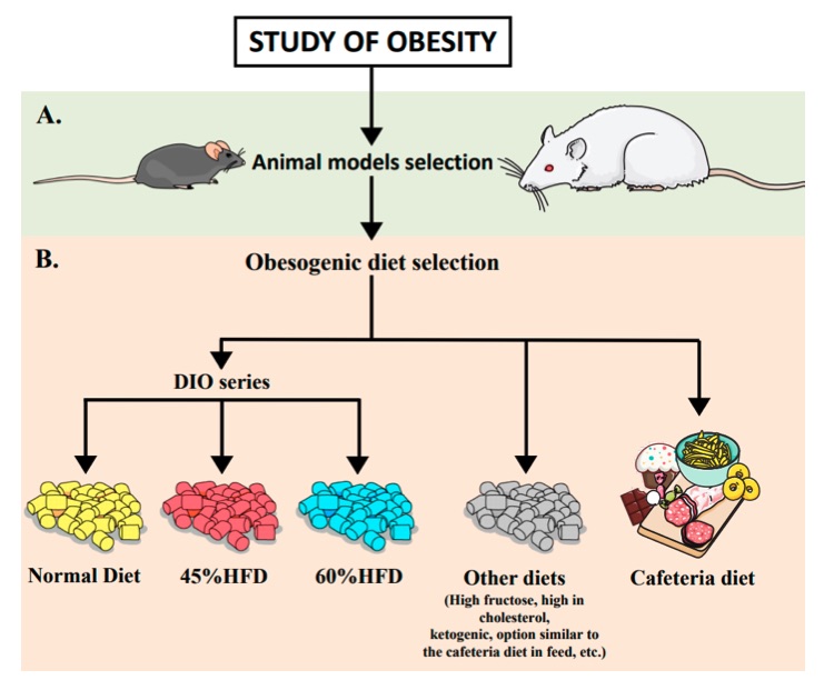 Fig.1 An illustration depicting the selection of animal models and diets for obesity research. (OA Literature)