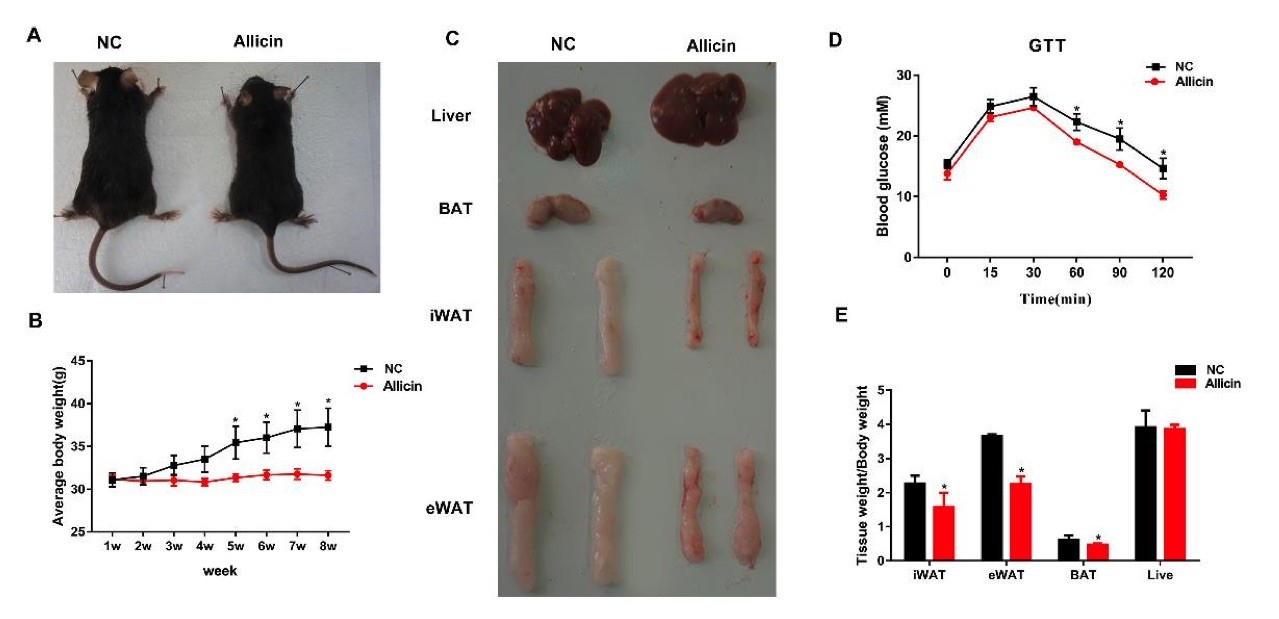 Fig.2 A picture showing allicin reduced body weight and fat deposition in mice with high-fat diet-induced obesity. (OA Literature)