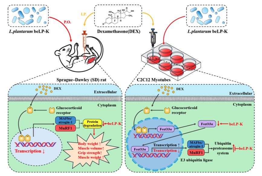 A picture of the mechanisms of beLP-K in modulating sarcopenia in DEX- induced C2C12 myotubes and SD rats. (OA Literature)
