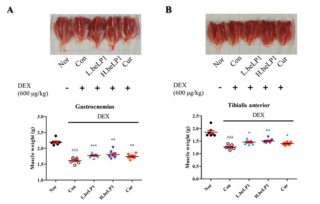 A picture showing the effects of the oral administration of beLP1 on the muscle weight of dexamethasone-induced sarcopenic rats. (OA Literature)