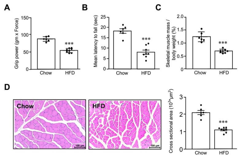 A picture of high-fat-diet induced sarcopenia mouse model. (OA Literature)