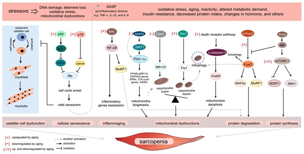 An overview of the key aging processes that drive the development of sarcopenia. (OA Literature)