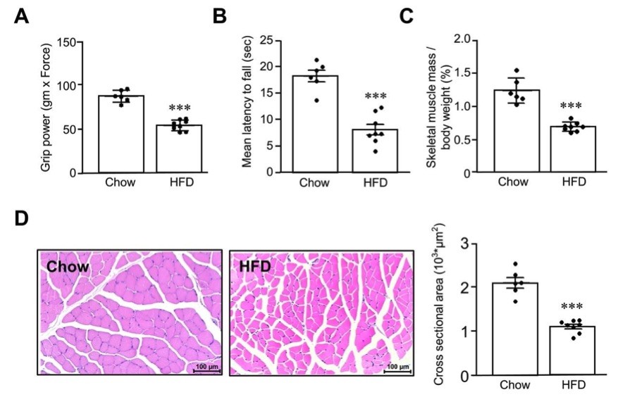 A picture showing high-fat-diet induced sarcopenia mouse model. (OA Literature)