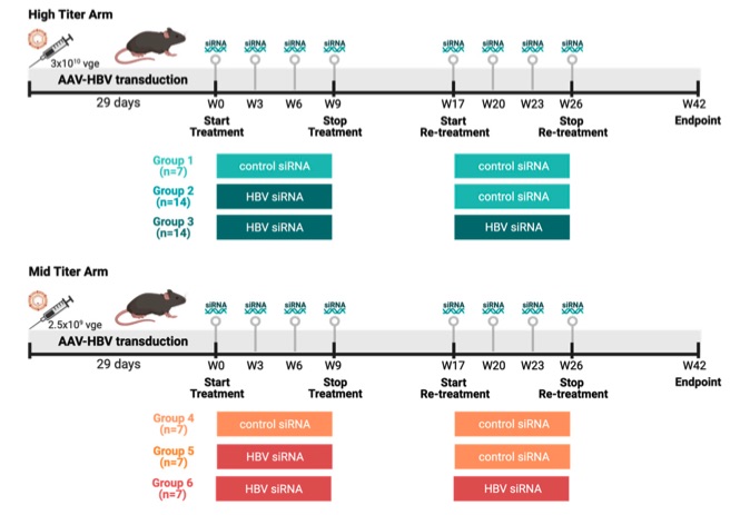 C57BL/6 mice were transduced with varying titers of AAV-HBV. (OA Literature)
