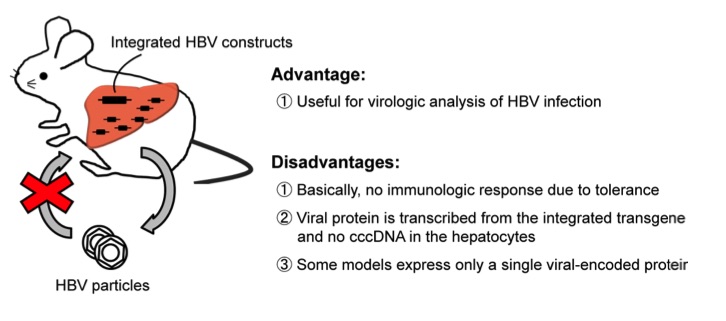Diagram of the Hepatitis B virus (HBV) transgenic mouse model. (OA Literature)