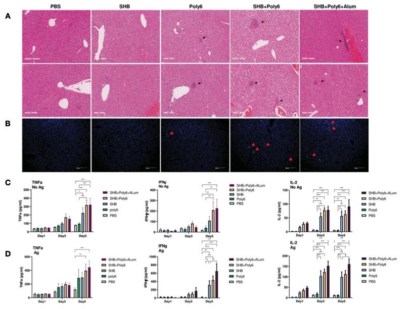Vaccinations with Poly6 triggered a strong activation of proinflammatory cytokines. (OA Literature)