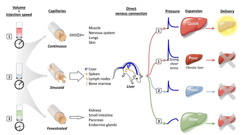 Pathway of hydrodynamic force from injection to gene transfer locations. (OA Literature)