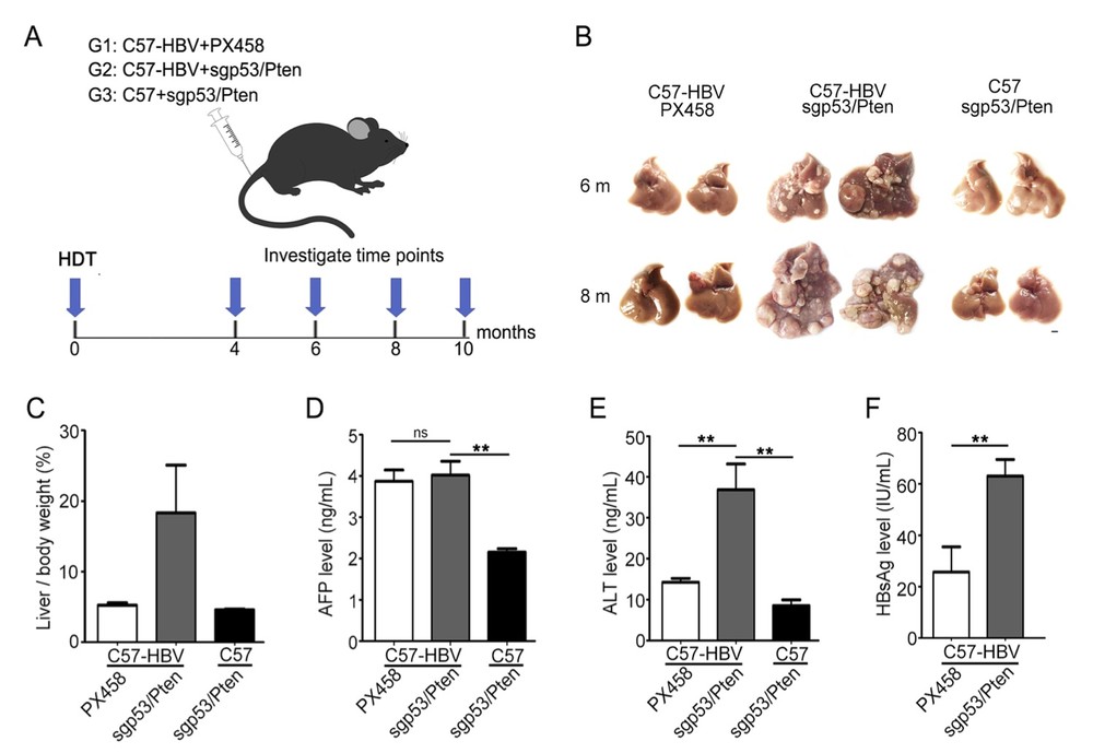 Hydrodynamic injection of dual sgRNA cassette accelerated tumor formation in HBV transgenic mice. (OA Literature)