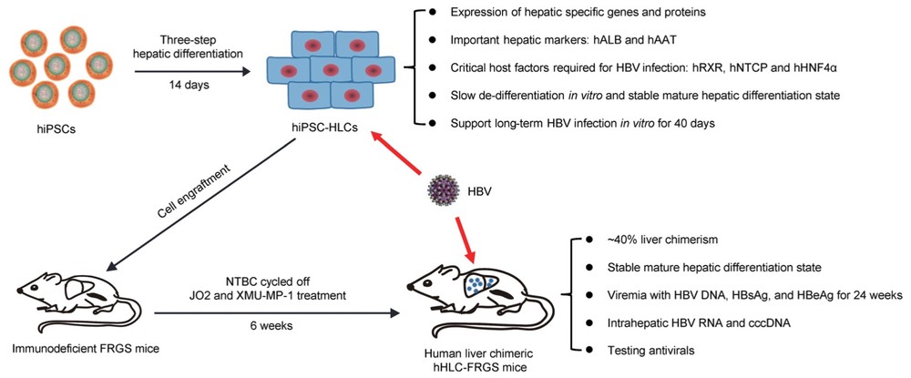 Overview of hiPSC-HLCs and hHLC-FRGS mice in modeling HBV infection. (OA Literature)