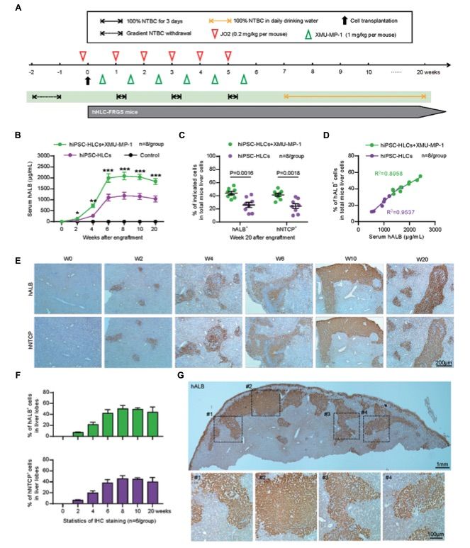 Creation and analysis of human liver chimeric hHLC-FRGS mice. (OA Literature)