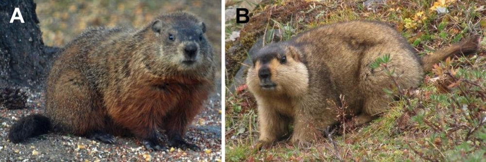 Photos of eastern woodchuck M. monax. (OA Literature)