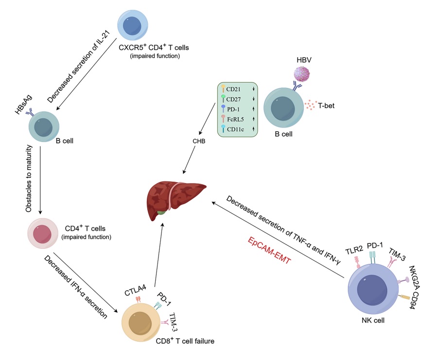 A picture showing the mechanisms of hepatitis B virus (HBV) involvement in liver disease. (OA Literature)