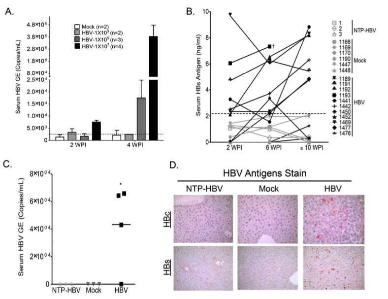 A picture of persistent HBV infection in A2/NSG/Fas-hu HSC/Hep mice. (OA Literature)