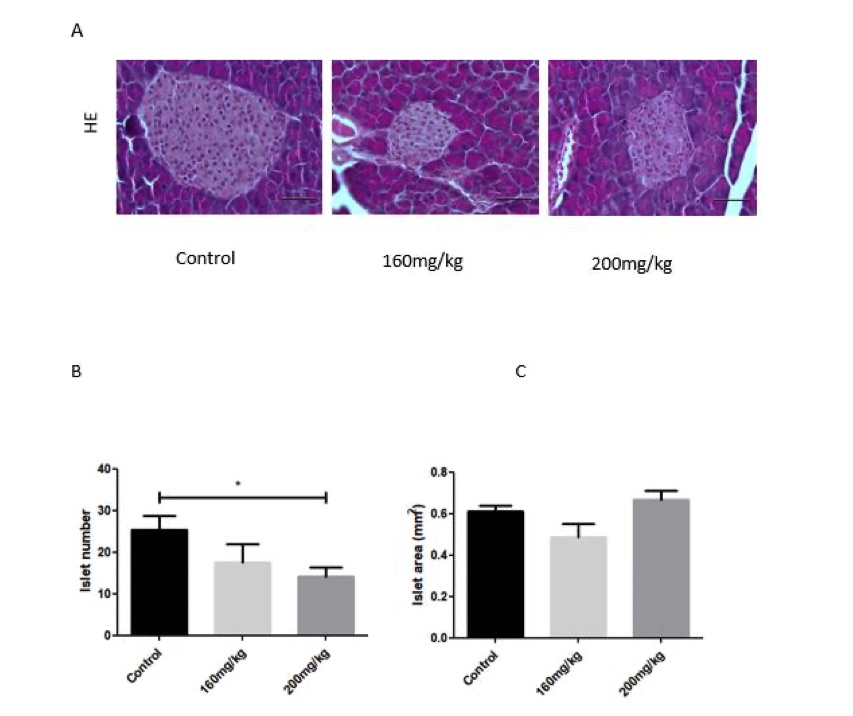 Fig.1 A picture showing pancreatic islet morphology in the pancreas of STZ-induced diabetic mice. (OA Literature)