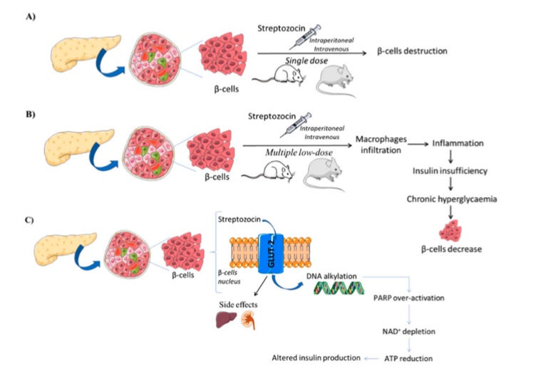 Fig.1 A picture showing the streptozocin diabetes induction model. (OA Literature)