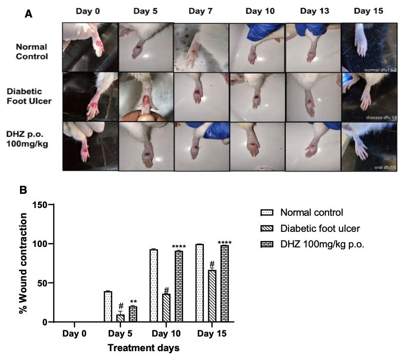Fig.1 A picture showing the effect of DHZ on wound healing was evaluated in a foot ulcer model using Wistar rats. (OA Literature)
