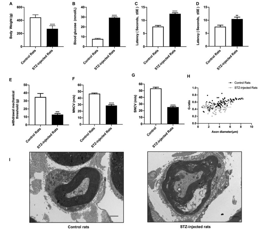 Fig.1 Assessment of diabetic peripheral neuropathy (DPN) in rat models induced by streptozotocin (STZ) injection. (OA Literature)