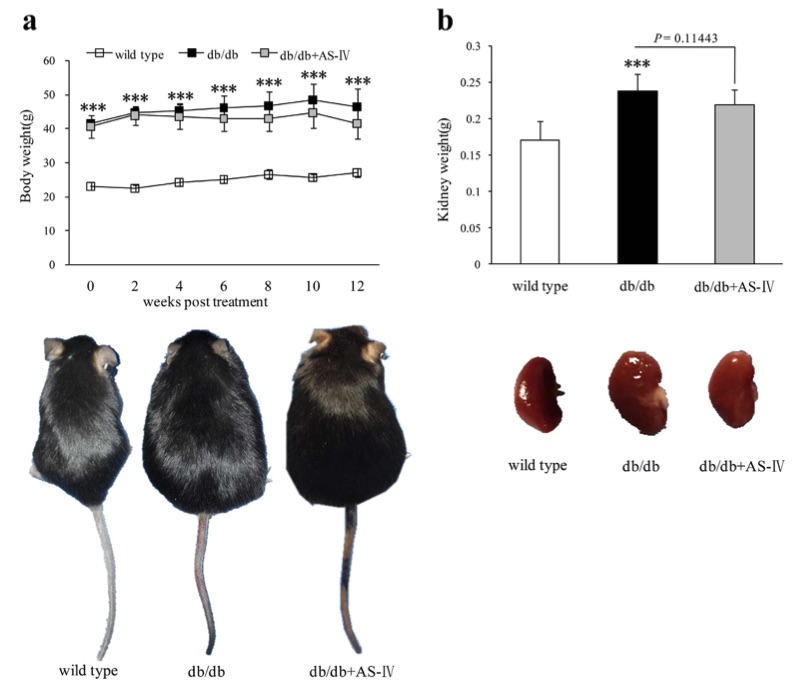 Fig.1 In AS-IV-treated mice, both body weight and kidney weight exhibited a downward trend, although the changes were not statistically significant. (OA Literature)