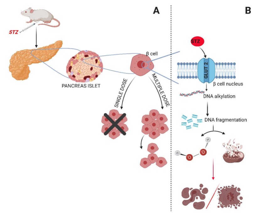 Fig.1 A picture of the diabetes induction model with STZ. (OA Literature)