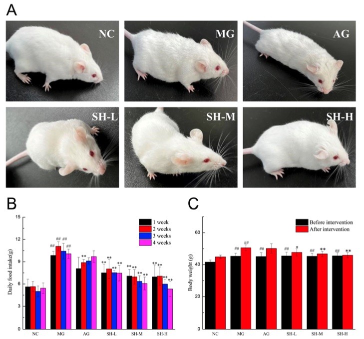 Fig.1 A picture showing the effect of Stachys sieboldii Miq. Huangjiu (CSCHJ) on the mouse physiological state. (OA Literature)