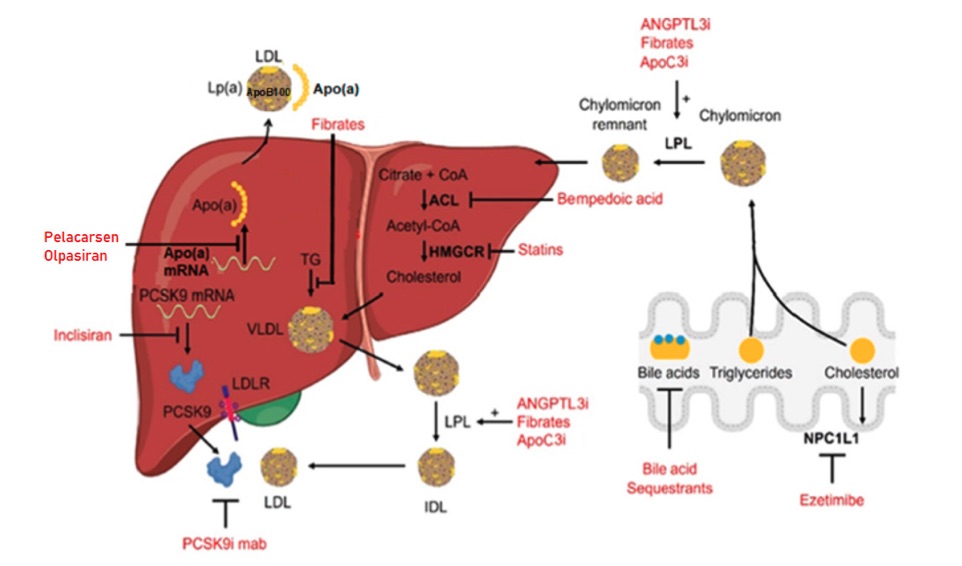 Fig.1 Primary treatment options for hyperlipidemia and their corresponding mechanisms of action. (OA Literature)